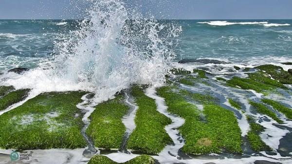 Les récifs sont recouverts de différentes sortes d'algues de février à mai. (Image : Billy Shyu / Vision Times)