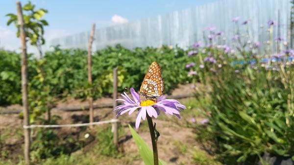 Cultiver son jardin sans produit chimique permet de retrouver la biodiversité. (Image : LG_A / Pixabay)