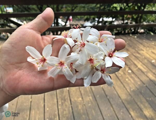 Les fleurs de Tung sont également très appréciées pour leur magnifique apparence ainsi que leur couleur blanche comme neige immaculée. (Image : Billy Shyu / Vision Times)
