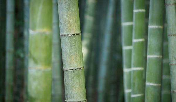Les Chinois sont passés au bambou à croissance rapide pour la fabrication de papier au 8ème siècle. (Image : pixabay / CC0 1.0)