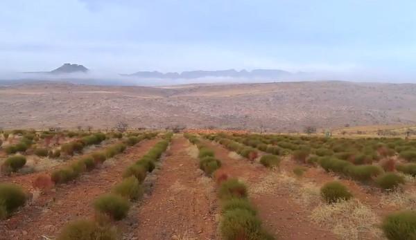 Le rooibos est un arbuste indigène qui pousse uniquement dans les magnifiques montagnes du Cederberg, dans la Province du Cap-Occidental. (Image : Capture d’écran / YouTube)