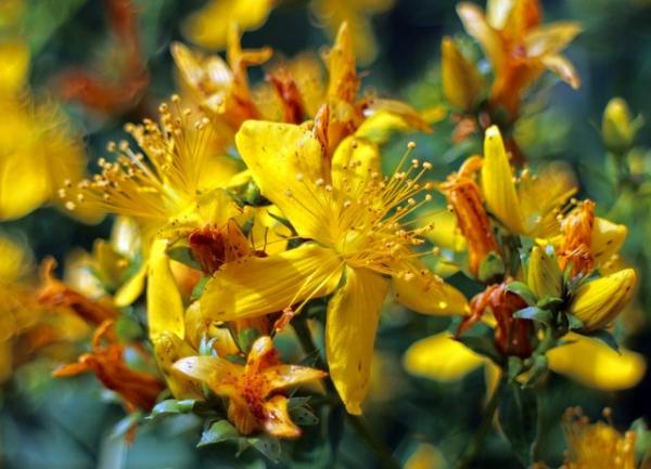 Le millepertuis perforé tient son nom au fait que les pétales des fleurs sont remplies de petits trous. (Image : Manfred Antranias Zimmer / Pixabay)