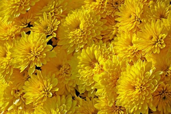 Le chrysanthème favorise la vision et est utilisé pour apaiser les yeux secs et irrités. (Image : MrGajowy3 / Pixabay)