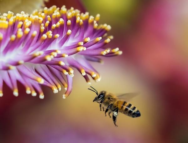 Deux des principaux risques toxiques pour les abeilles proviennent des traitements appliqués par les apiculteurs pour lutter contre un acarien, et l’utilisation à proximité de produits phytopharmaceutiques. (Image : pixabay / CC0 1.0)