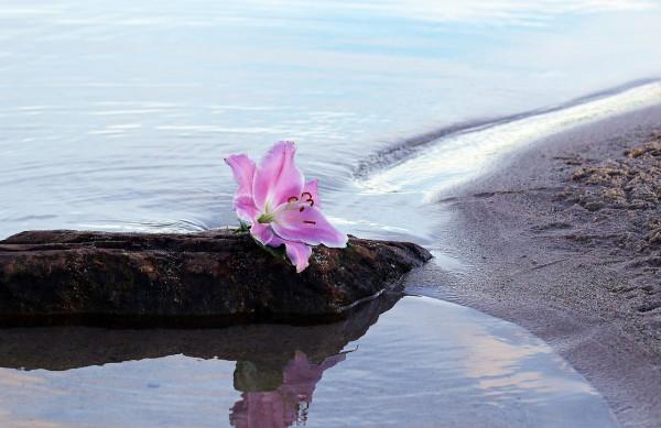 Lorsqu’ils ont placé une fleur d’une espèce différente dans l’eau, les gouttelettes recueillies ont montré un tout autre motif. (Image : pixabay / CC0 1.0)