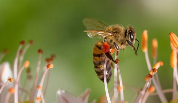 La start up Edete se consacre à la pollinisation par les abeilles.  (Image : Pixabay / CC0 1.0)