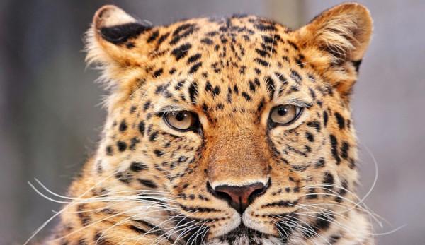 Le roi était furieux d'entendre son ministre en chef dire que perdre un doigt au profit du léopard était pour le mieux. (Image : pixabay / CC0 1.0)