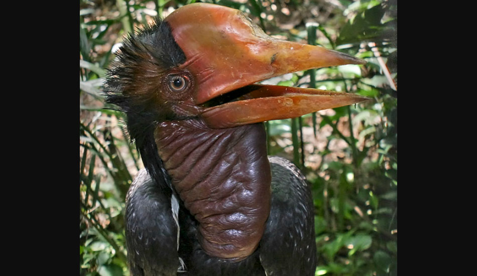 Le calao casqué est une espèce menacée d’extinction. (Image : Wikimedia / GNU FDL)