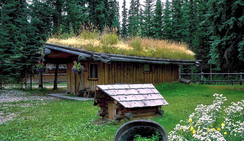Un toit végétal, également appelé toit vert, se réfère essentiellement à un toit constitué d’une couche de substrat recouverte de végétation. (Image : pixabay / CC0 1.0)