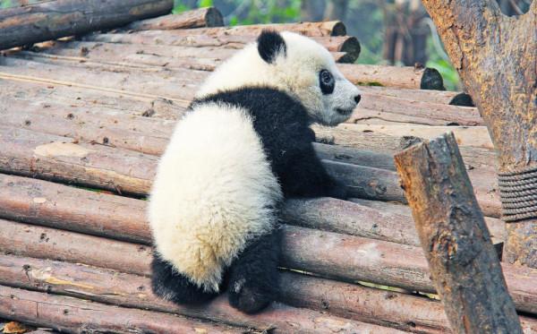 Si vous avez une affinité avec les jolis pandas noirs et blancs, Chengdu est l’endroit idéal pour vous. (Image : pixabay / CC0 1.0)