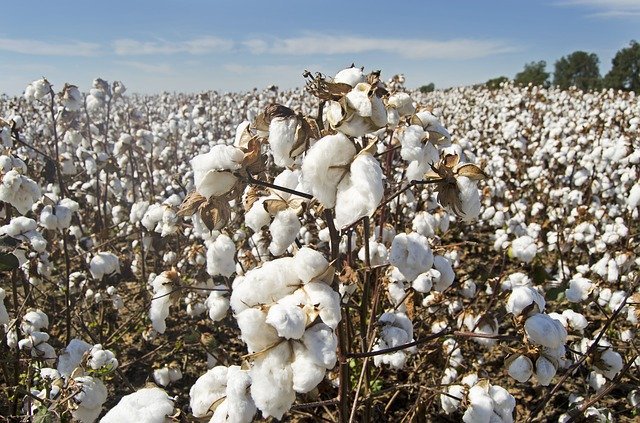 La culture du coton exploite les enfants, utilise des pesticides dangereux et des OGM ruineux. Un coton respectueux de l'environnement est encore très rare. (Image : Jim Black / Pixabay)