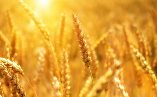Le riz, le blé et le maïs représentent plus de 50 % des protéines et des calories que nous ingérons, en provenance des plantes. (Image: via pixabay / CC0 1.0)