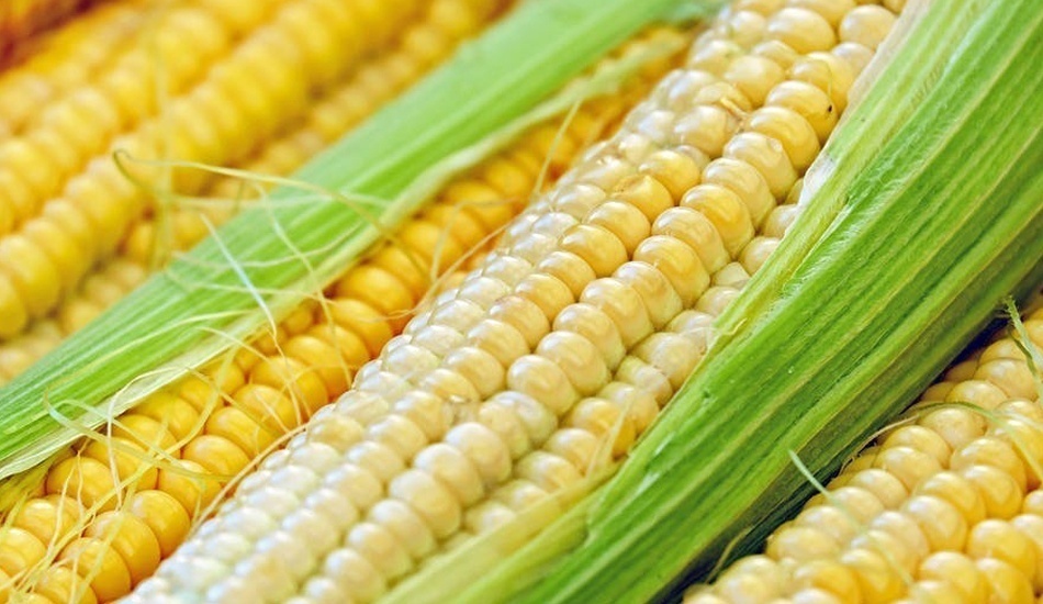 Le maïs a une valeur nutritionnelle élevée et peut aider à prévenir les maladies coronariennes, l'obésité et les calculs biliaires.(Image : pexels / CC0 1.0)