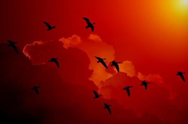 Se déplaçant surtout la nuit, les oiseaux migrateurs se laissent guider par la lune et les étoiles. (Image : Gerd Altmann / Pixabay)
