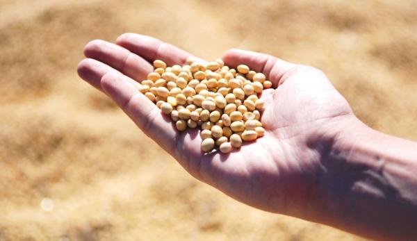Le prix du soja a augmenté de 30 % et celui du maïs de 20 %. (Image : pixabay / CC0 1.0)