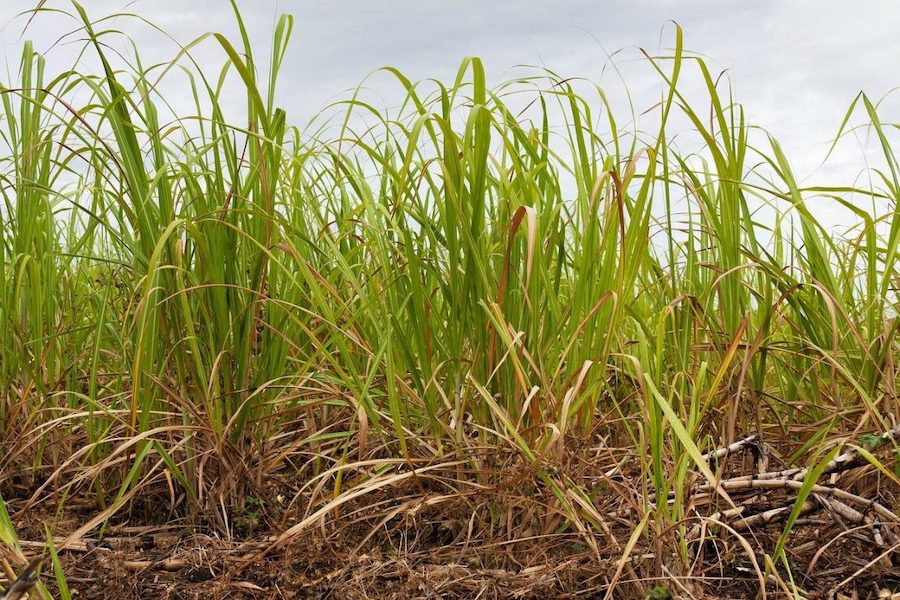 L’utilisation des feuilles de canne à sucre, appelées déchets ou paille, servant à produire de l’électricité et de l’éthanol de deuxième génération (2G) a été préconisée comme moyen pour accroître la production de bioénergie, sans pour cela étendre la superficie des terres cultivées. (Image : pixabay / CC0 1.0)
