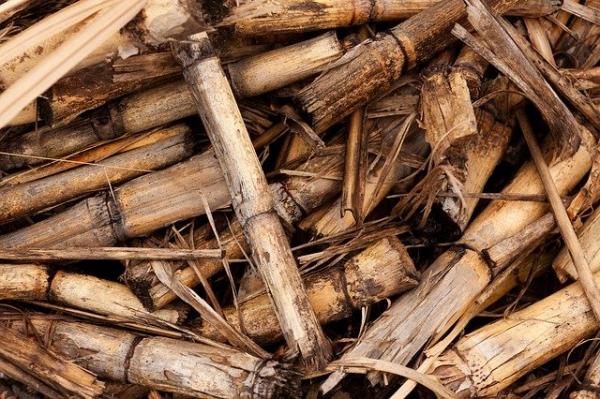 Les chercheurs brésiliens ont évalué la quantité de nutriments contenus dans les feuilles de canne à sucre abandonnées au sol après la récolte, et l’équivalent en engrais nécessaire pour maintenir le rendement des cultures lorsque la paille est enlevée. (Image : PublicDomainPictures / Pixabay)