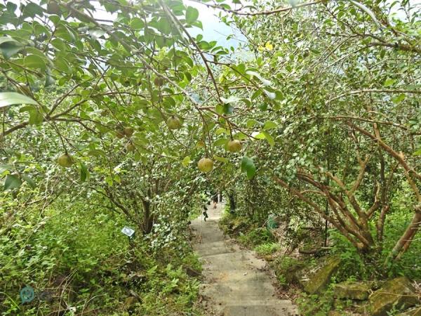 Il y a de nombreux arbres à thé (tea tree) le long du sentier historique de Caoling. (Image : Billy Shyu / Vision Times)