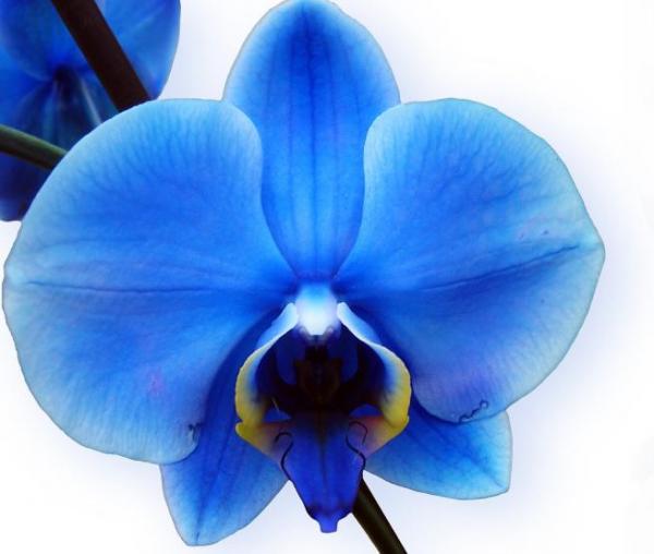 L'orchidée. (Image: Steinchen / Pixabay)