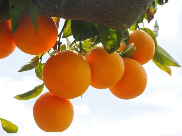 Les mandarines rôties adoucissent la gorge sèche. (Image : Hans Braxmeier / Pixabay)