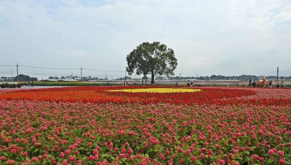 La Mer de fleurs de Xinshe 2020 et le Festival international de tapis de fleurs de Taichung ont attiré près de 2 millions de visiteurs. (Image : Billy Shyu / Vision Times)