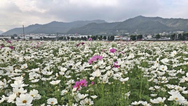 Les fleurs cosmos élancées et  séduisantes  au Festival international de tapis de fleurs de Taichung 2020 et la Mer de fleurs de Xinshe. (Image : Billy Shyu / Vision Times)