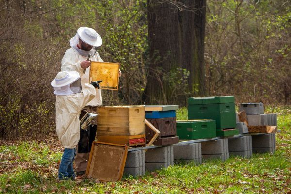 En Europe, il existe une tradition appelée « Telling the bees » (parler aux abeilles). (Image : pixabay / CC0 1.0)