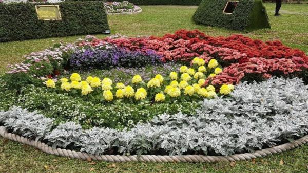 Une grande variété de fleurs colorées sont exposées au Salon du chrysanthème de la résidence Taipei Shilin 2020. (Image : avec l’aimable autorisation de Xu Ninag)