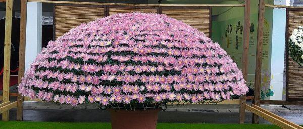 La « grande zone d’exposition des variétés de chrysanthèmes » est l’un des endroits les plus populaires de l’exposition florale. (Image : avec l’aimable autorisation de Xu Niang)