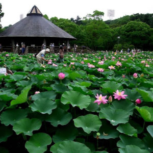 Nature – Le lotus sacré, c’est bien plus qu’une fleur